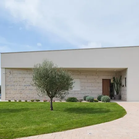 Olive Grove *